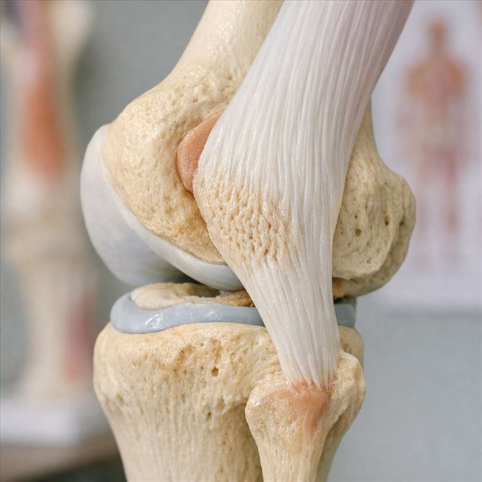 Qu’est-ce qu’une enthèse ? Comprendre l’anatomie des tendons
